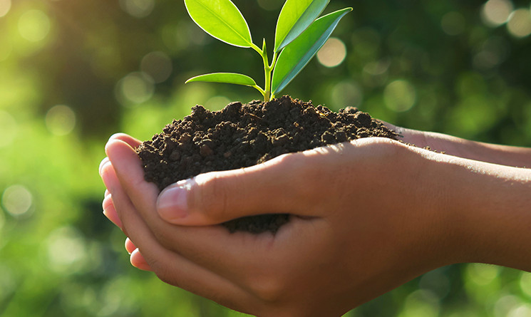 Projeto Plantando o Futuro